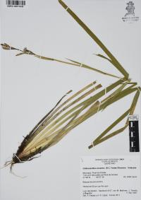 Orthrosanthus exsertus image